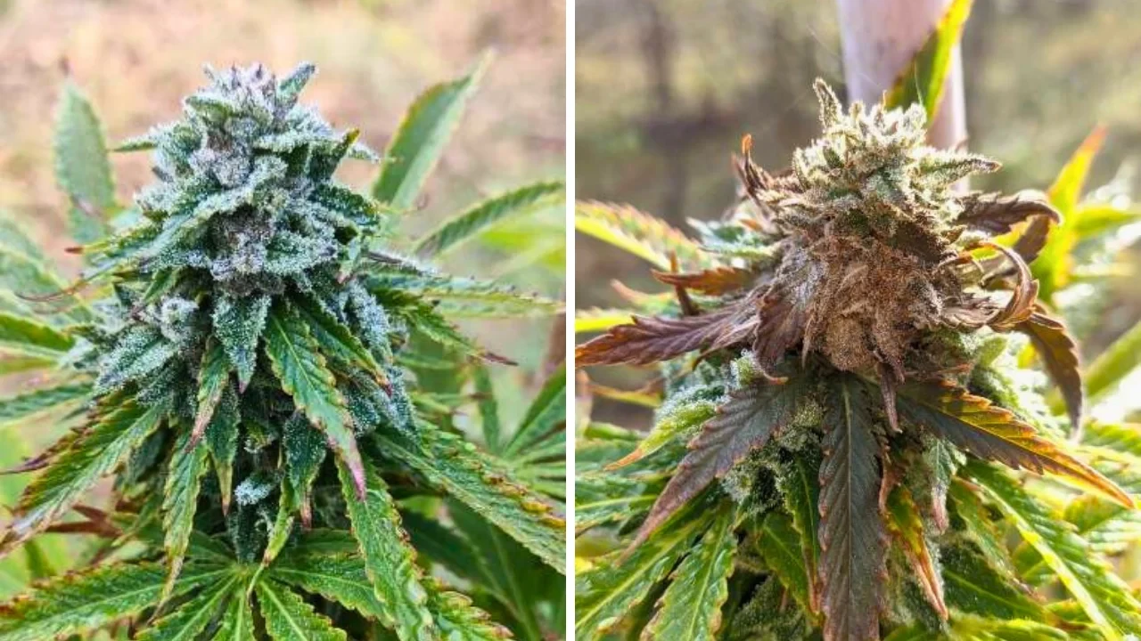 Big Bud from WeedSeedsExpress grown by CannabisHouse888 on Growdiaries